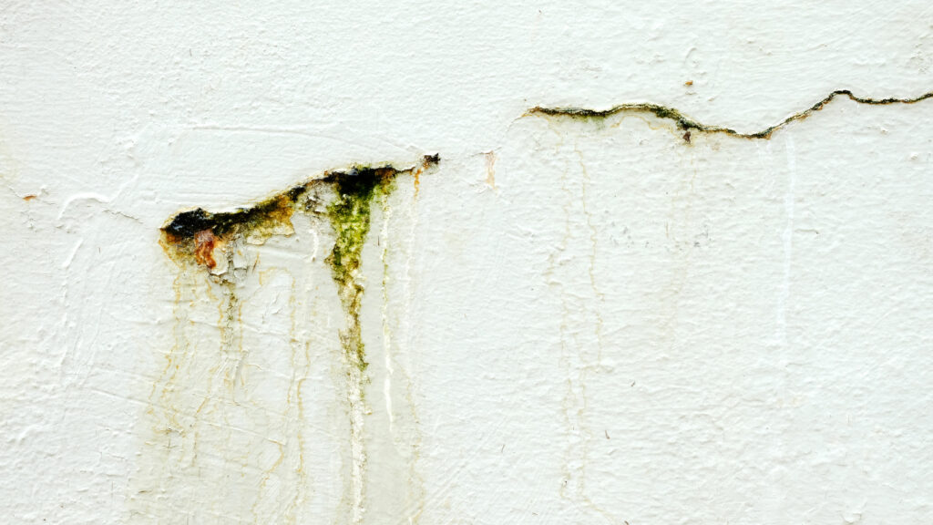 The current image has no alternative text. The file name is: 1737459590678f878679b5c-scaled.jpg